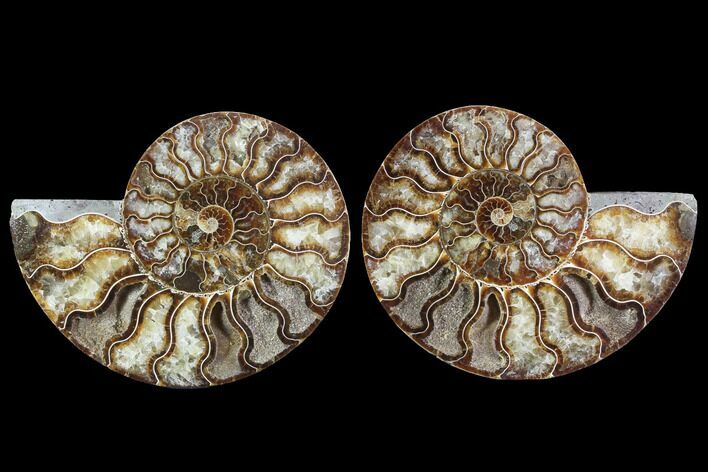 Cut & Polished Ammonite Fossil - Agatized #91166